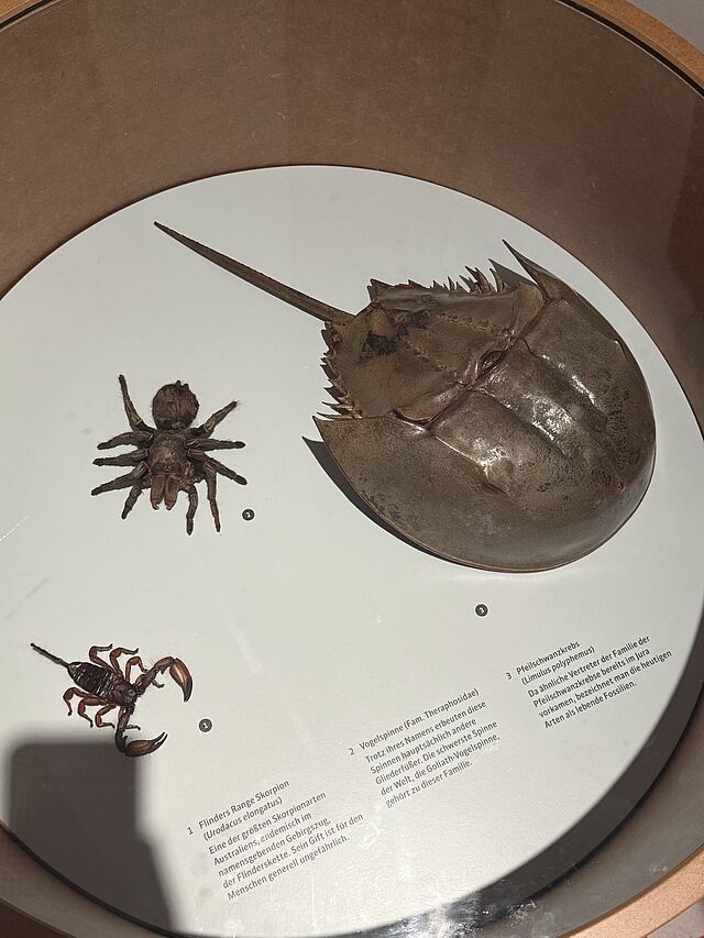 Drei Insekten als Austellungsobjekt.