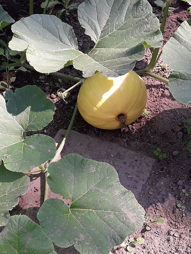 Nahaufnahme eines gelben Kürbisses im Hortgarten