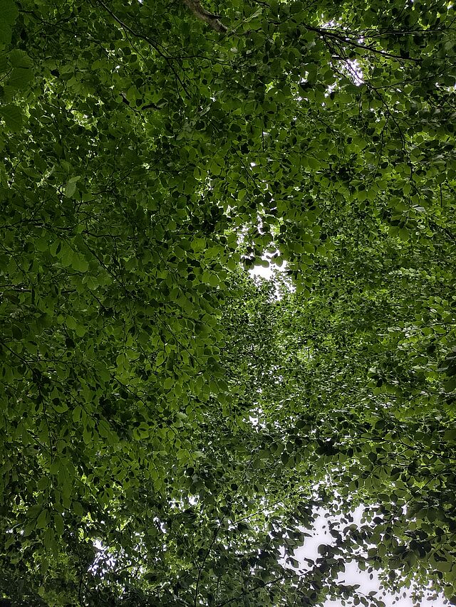 Der Blick ist nach oben in den Himmel gerichtet. Zu sehen ist das dichte grüne Blätterdach.