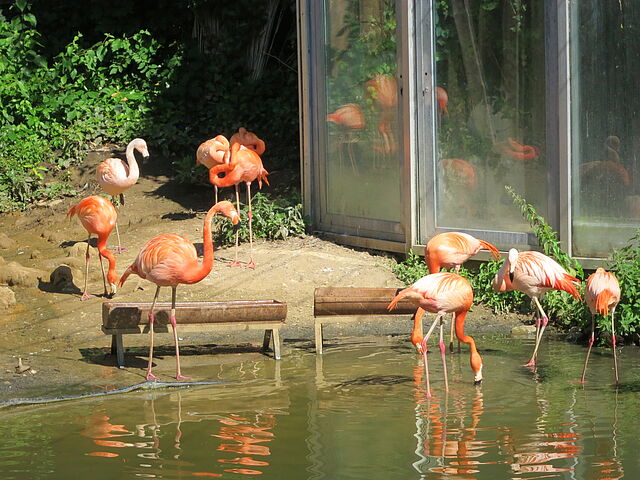 Mehrere Flamingos stehen in und am Wasser