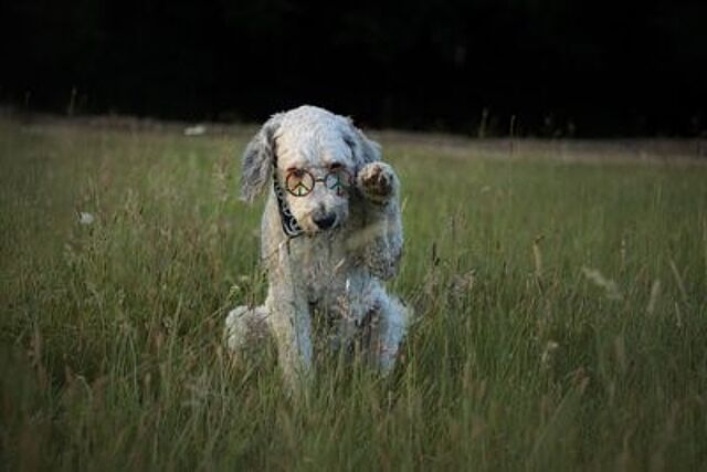 Hund Rudi trägt eine Brille mit Peacesymbol.