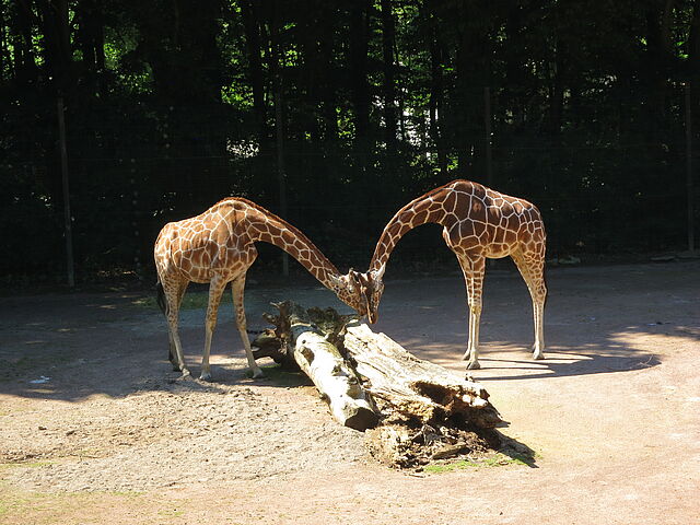 Zwei Giraffen stehen sich gegenüber und neigen die Köpfe zueinander