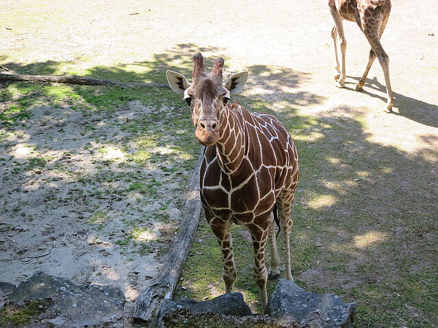 Eine Giraffe schaut direkt in die Kamera