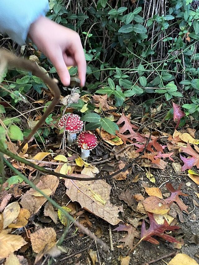Eine Kinderhand über zwei Fliegenpilzen im Herbstlaub